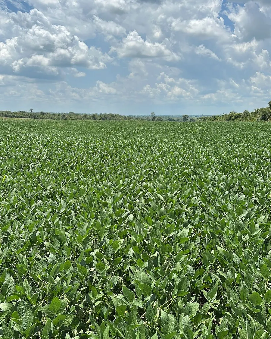 Fazenda à venda de 3.200 ha em Redenção, PA, Brasil