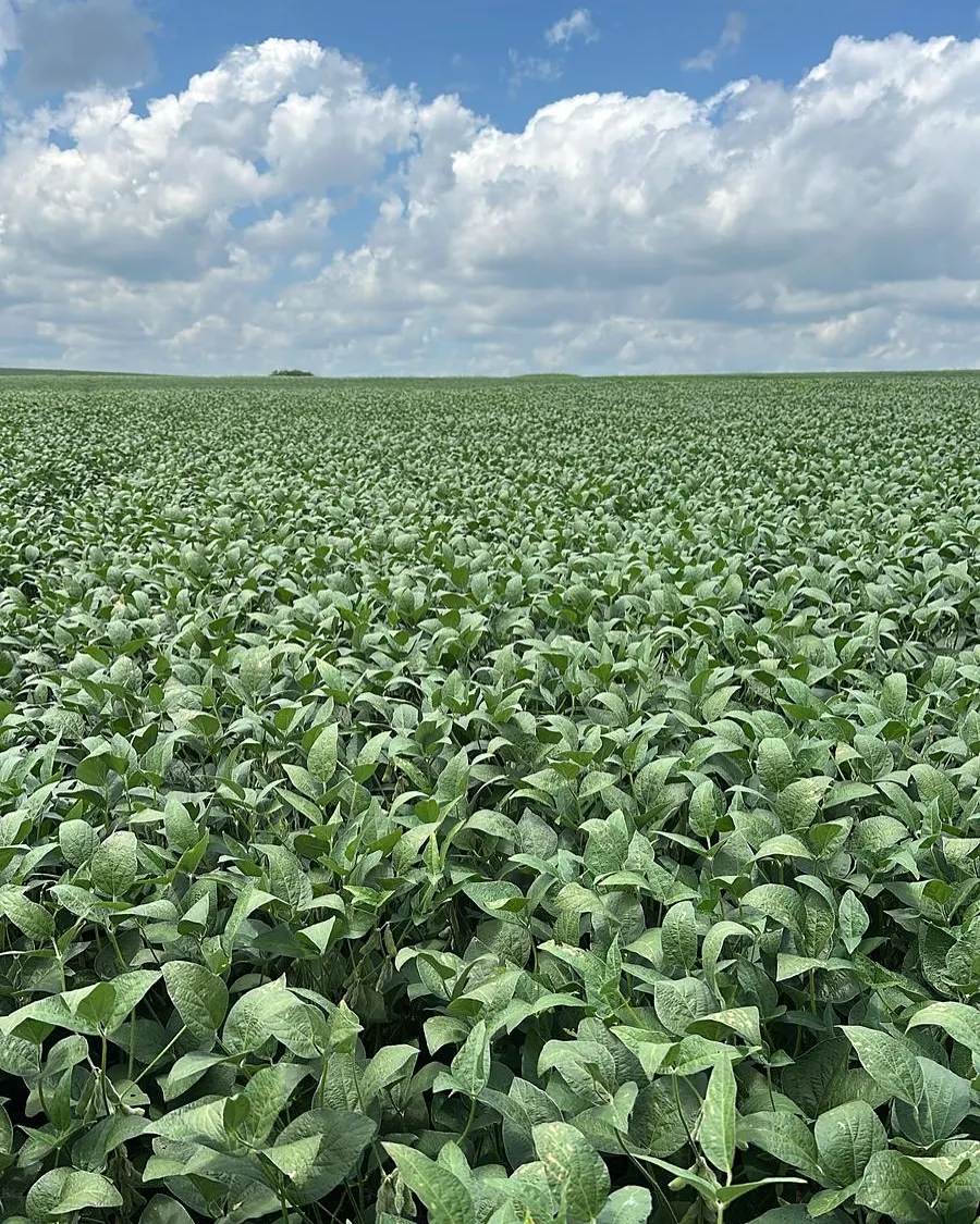 Fazenda à venda de 3.200 ha em Redenção, PA, Brasil
