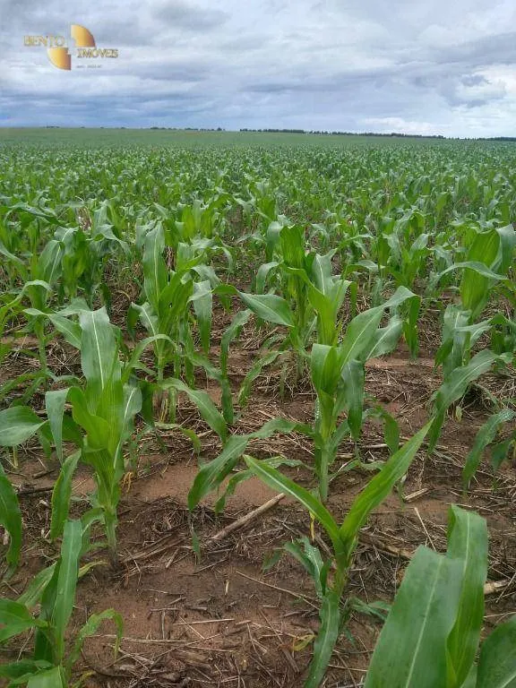 Fazenda à venda de 2.260 ha em Campos de Júlio, MT, Brasil