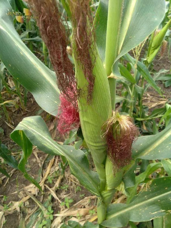 Fazenda à venda de 2.260 ha em Campos de Júlio, MT, Brasil