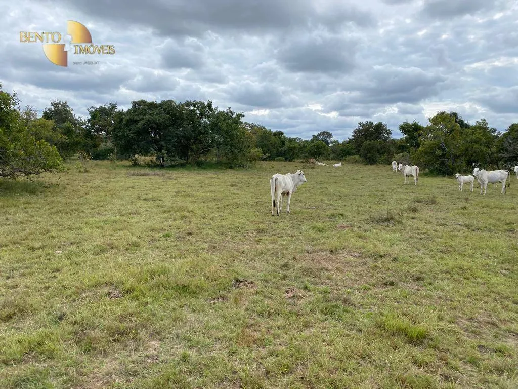 Fazenda à venda de 609 ha em Poconé, MT, Brasil