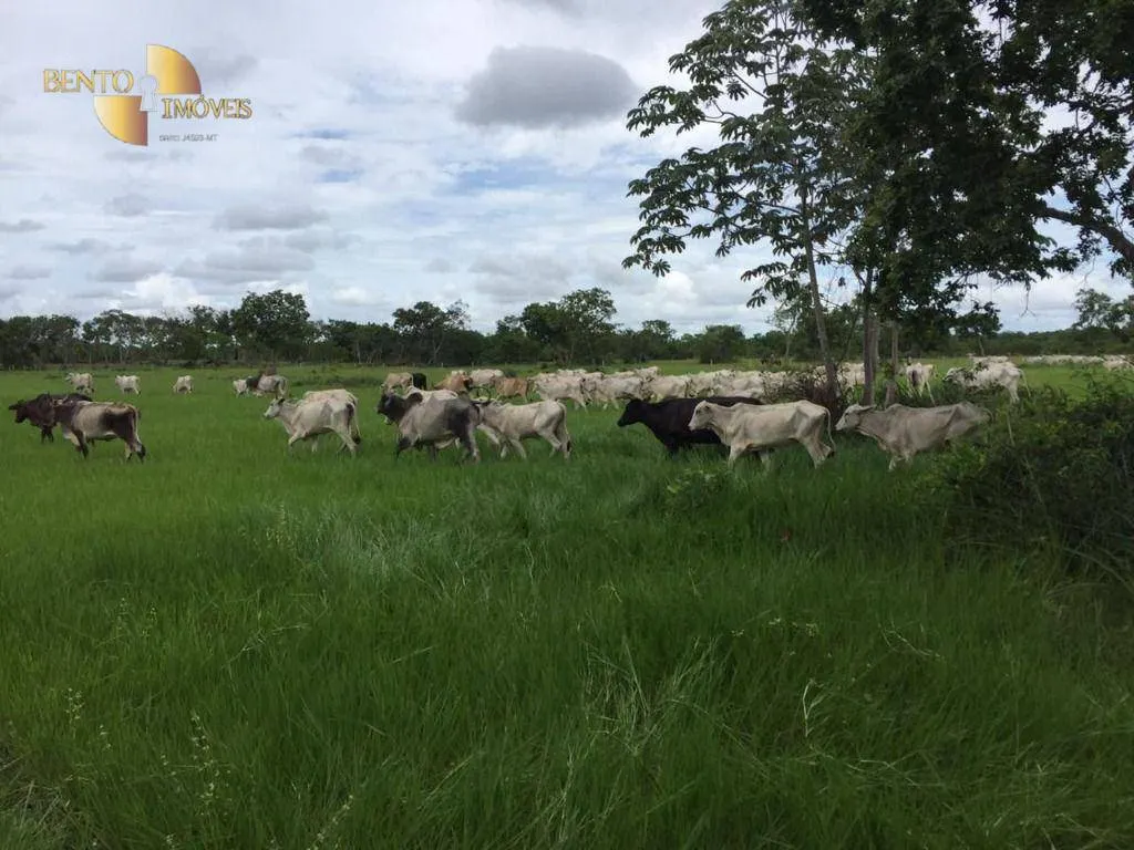 Fazenda à venda de 609 ha em Poconé, MT, Brasil