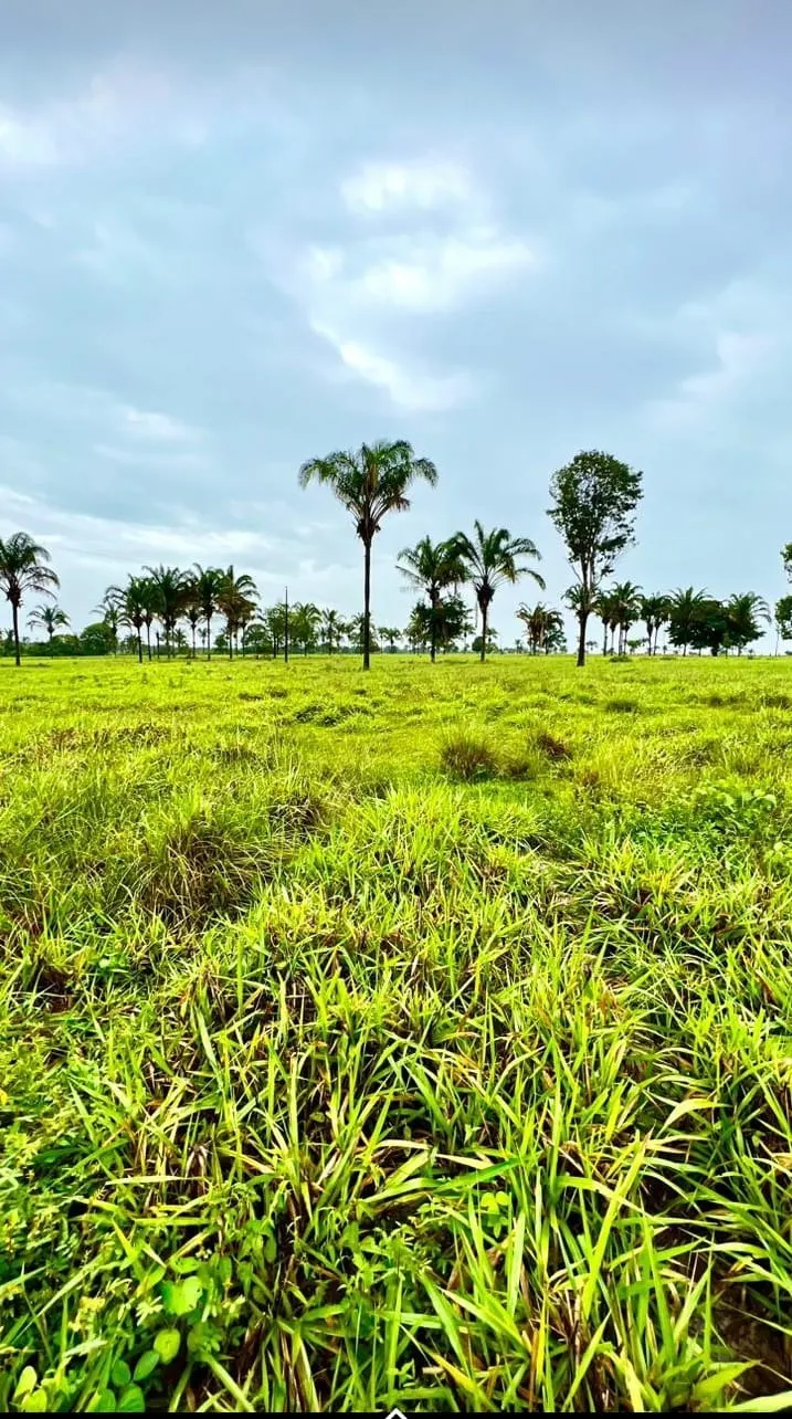 Fazenda à venda de 811 ha em Araguaína, TO, Brasil