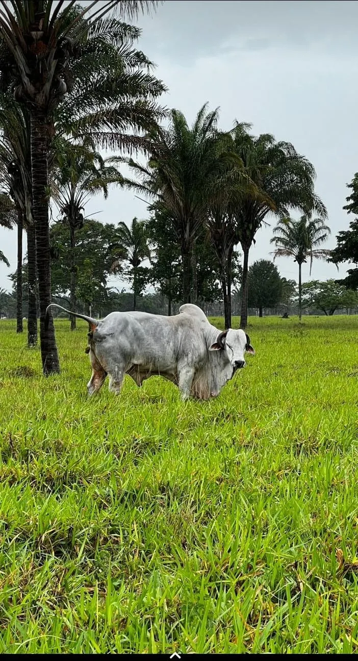 Fazenda à venda de 811 ha em Araguaína, TO, Brasil