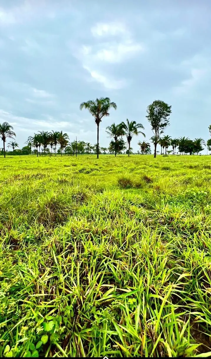 Fazenda à venda de 811 ha em Araguaína, TO, Brasil