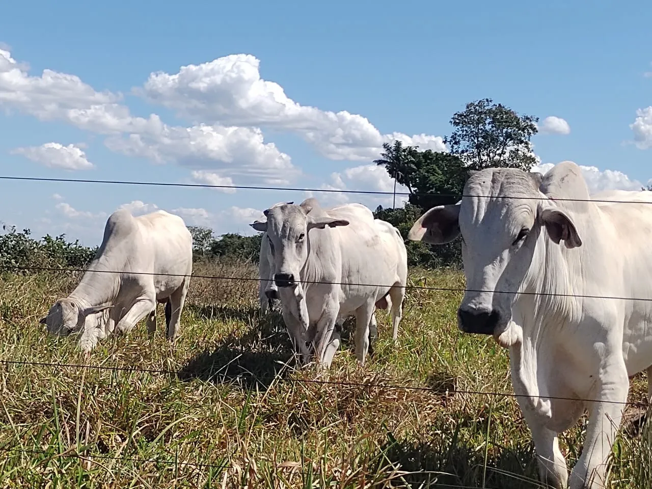 Fazenda à venda de 811 ha em Araguaína, TO, Brasil