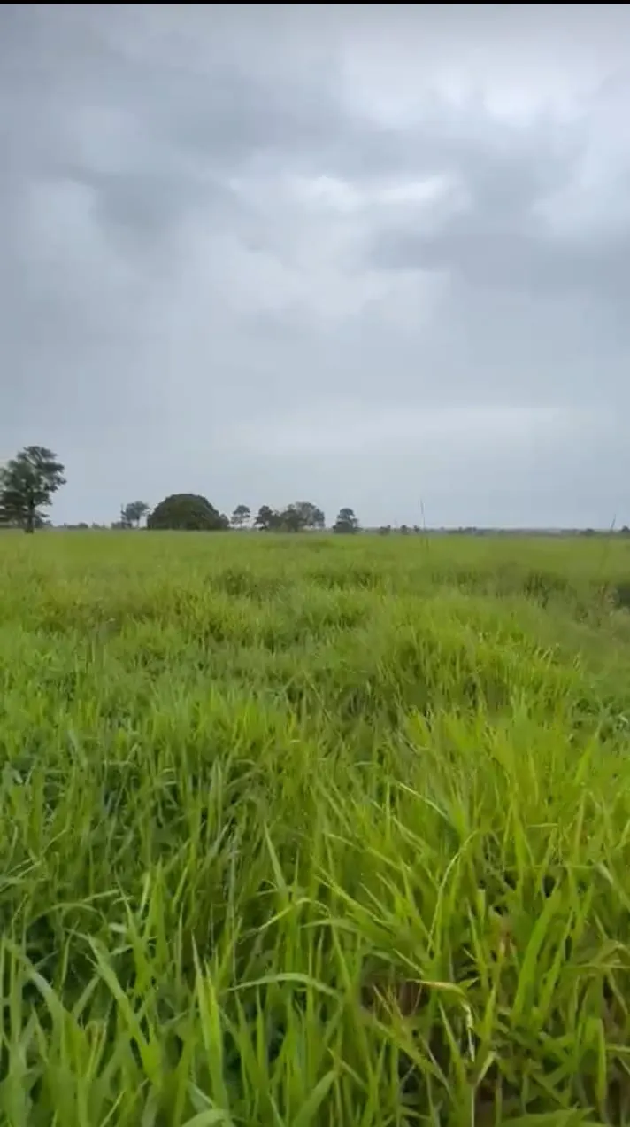 Fazenda à venda de 811 ha em Araguaína, TO, Brasil
