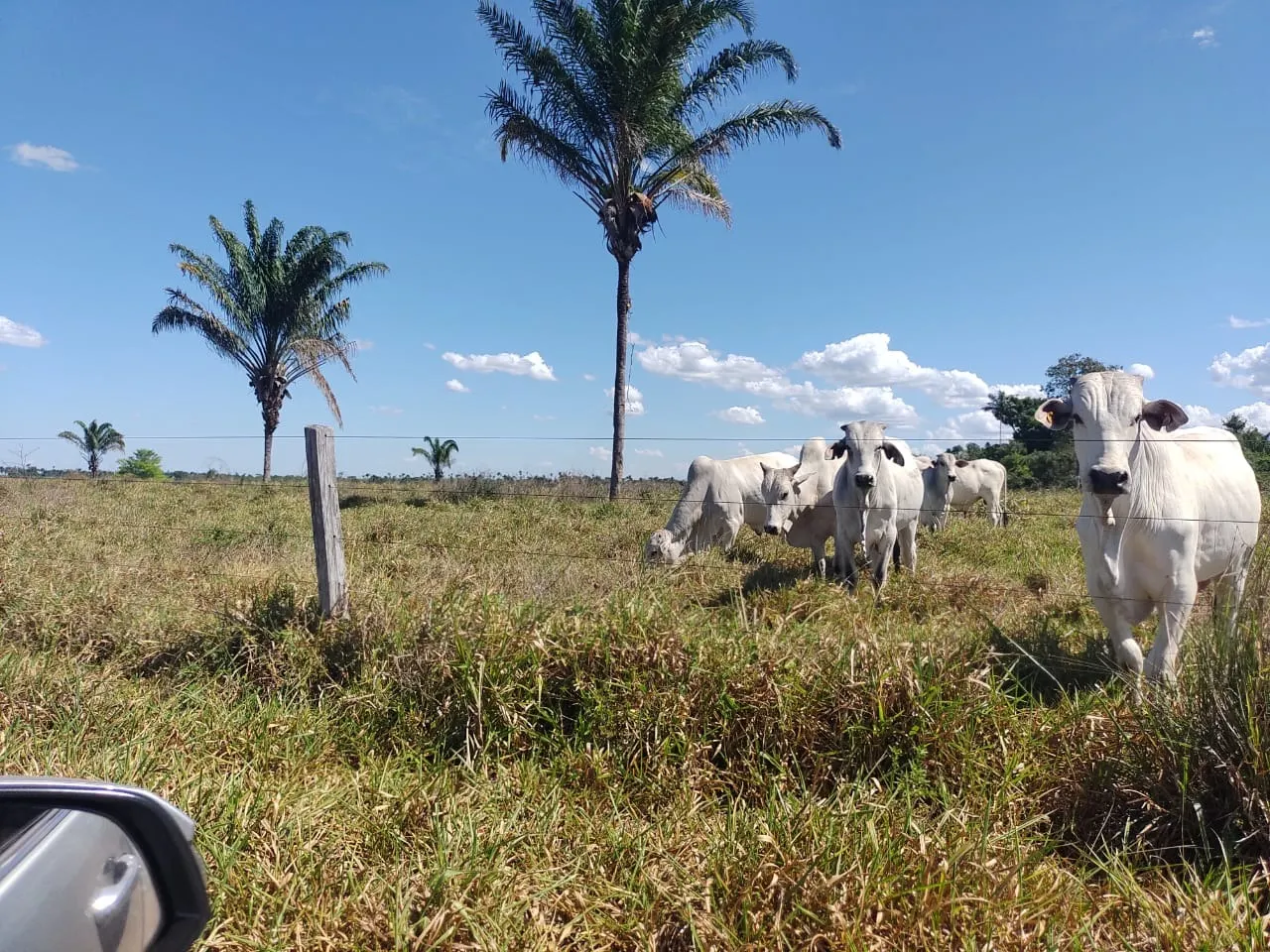 Fazenda à venda de 811 ha em Araguaína, TO, Brasil