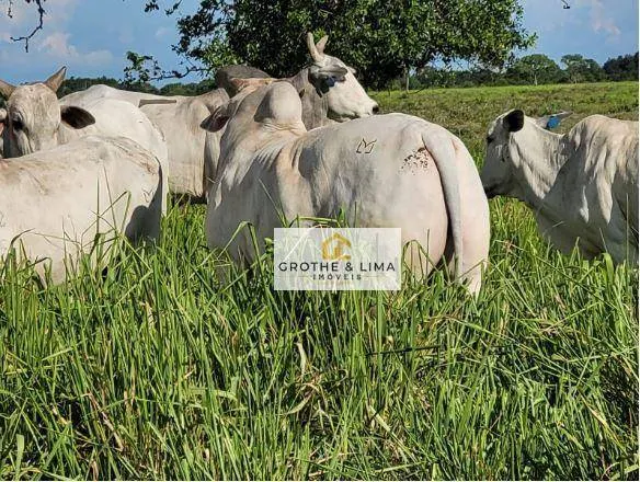 Farm for sale of 15,605 acres in Rondonópolis, MT, Brazil