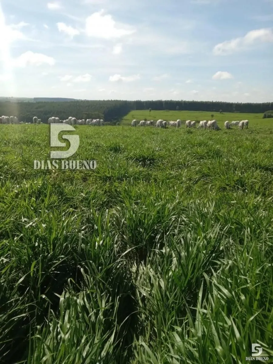 Fazenda à venda de 508 ha em Duartina, SP, Brasil