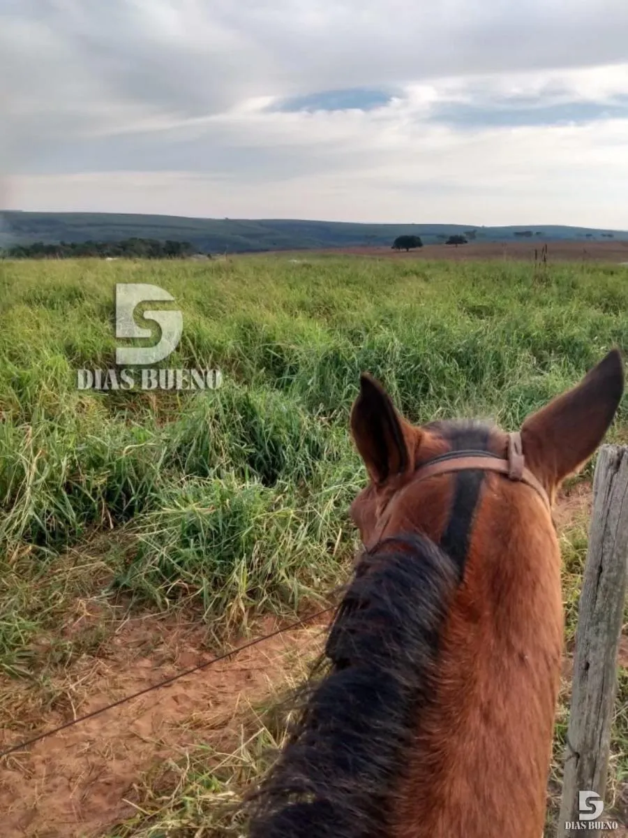 Fazenda à venda de 508 ha em Duartina, SP, Brasil