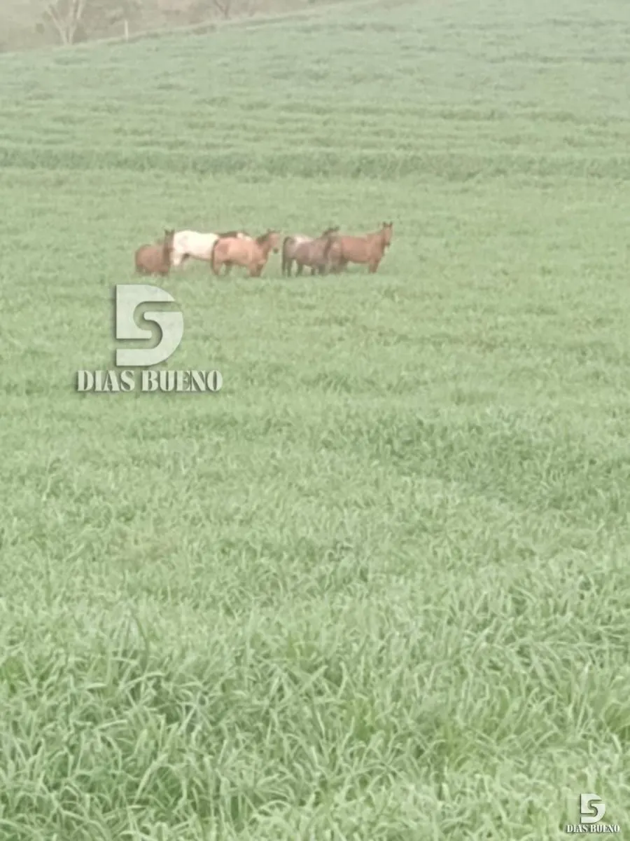 Fazenda à venda de 508 ha em Duartina, SP, Brasil