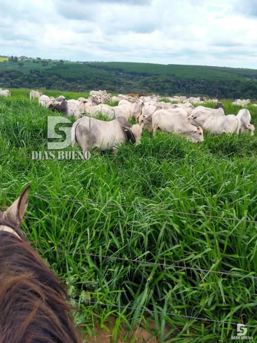 Fazenda à venda de 508 ha em Duartina, SP, Brasil