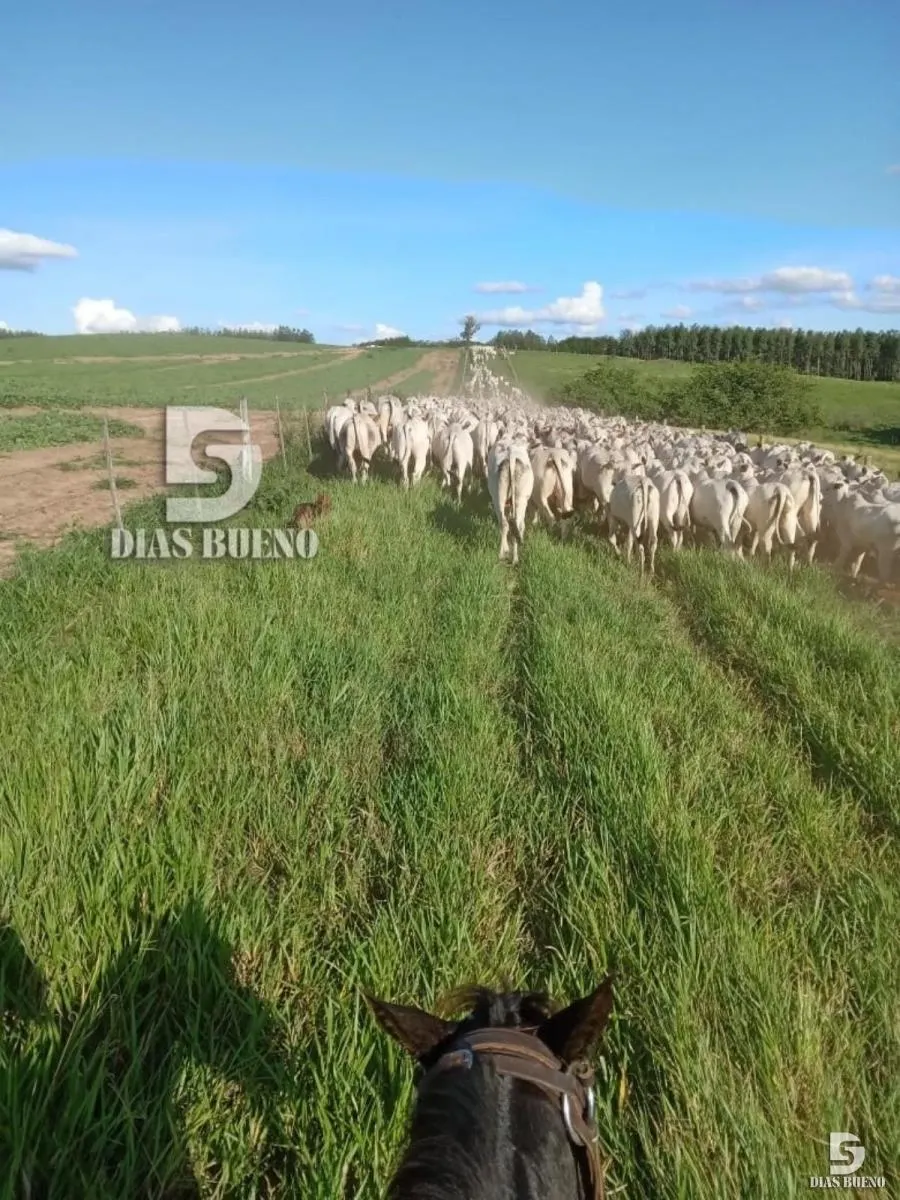 Fazenda à venda de 508 ha em Duartina, SP, Brasil