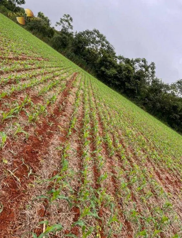 Fazenda à venda de 1.144 ha em Diamantino, MT, Brasil