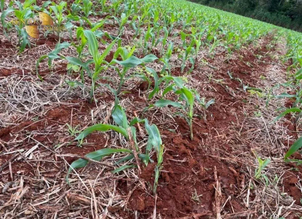 Fazenda à venda de 1.144 ha em Diamantino, MT, Brasil
