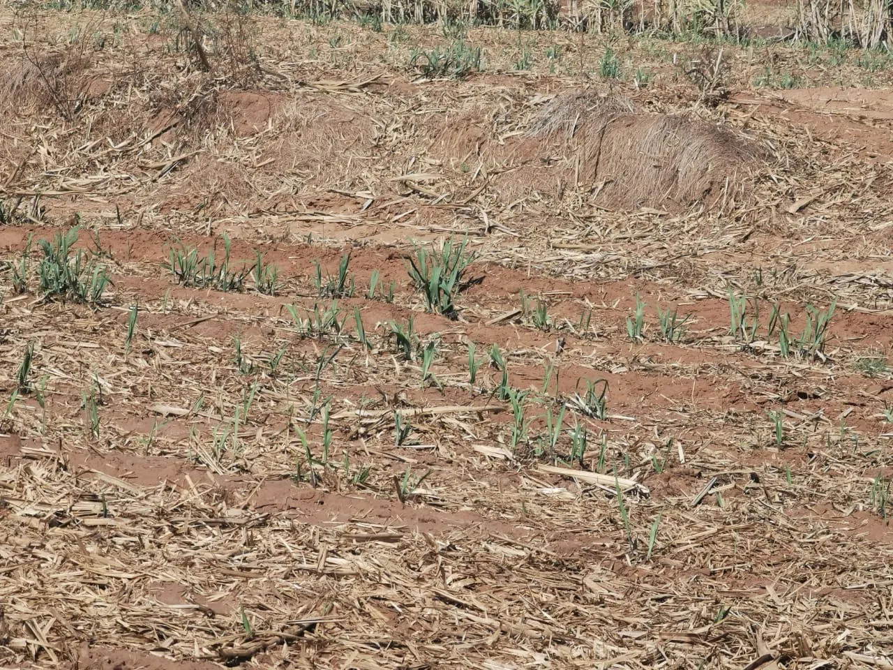 Farm for sale of 855 acres in Santa Maria da Serra, SP, Brazil