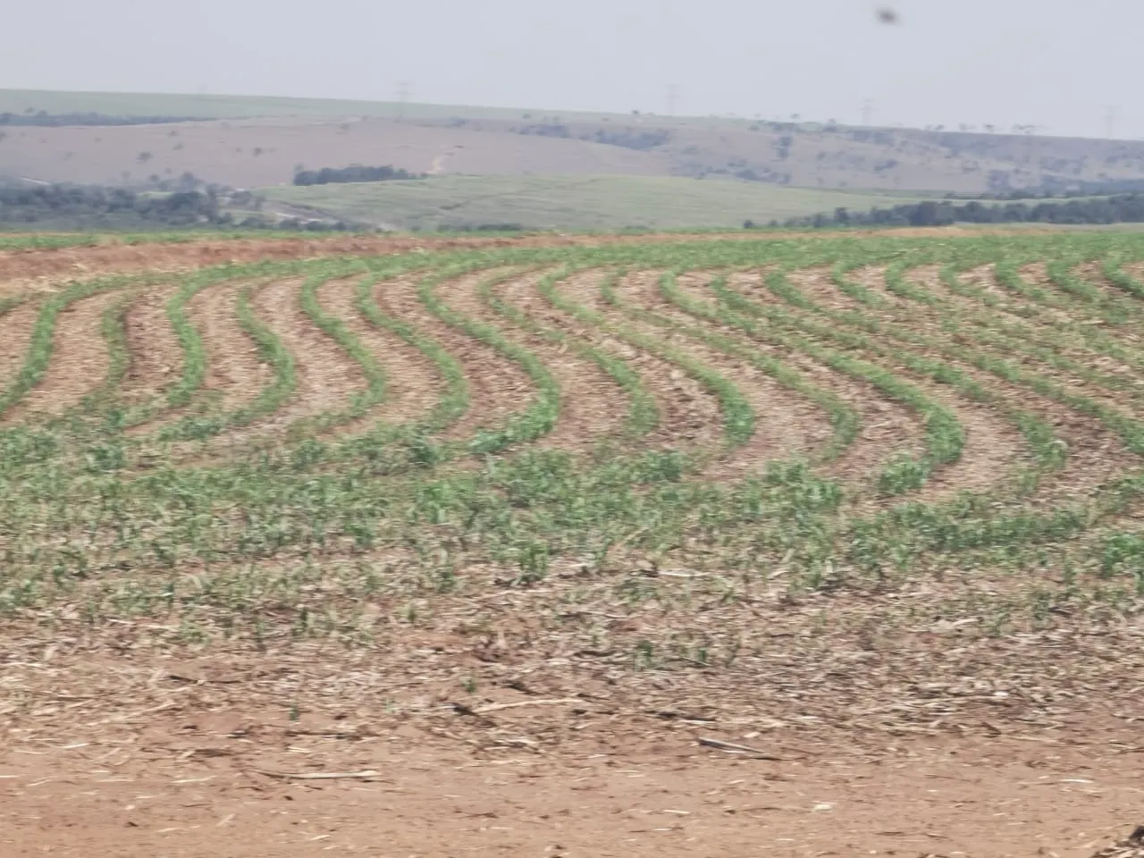Farm for sale of 855 acres in Santa Maria da Serra, SP, Brazil