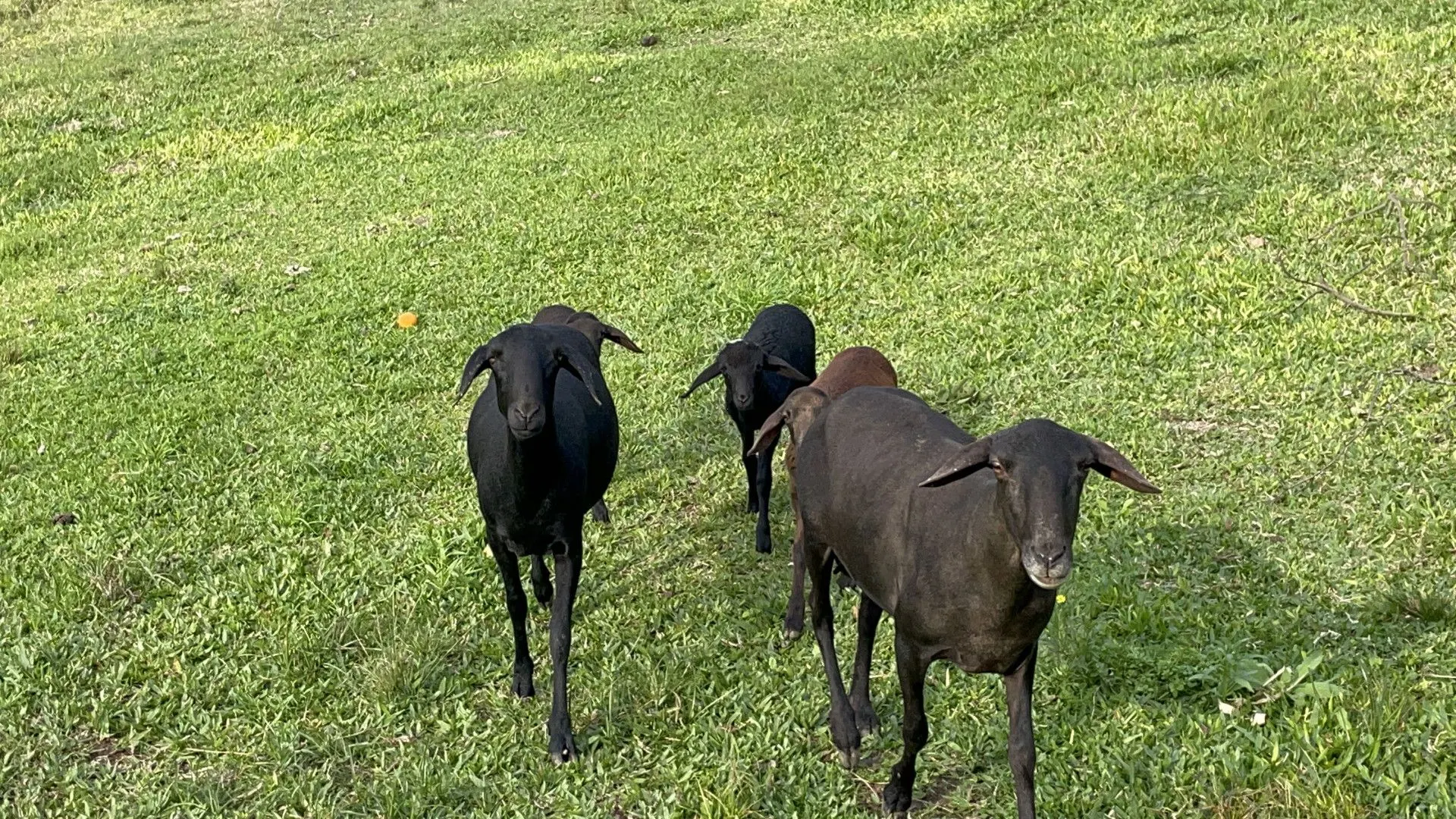 Chácara à venda de 3 ha em Taquara, RS, Brasil