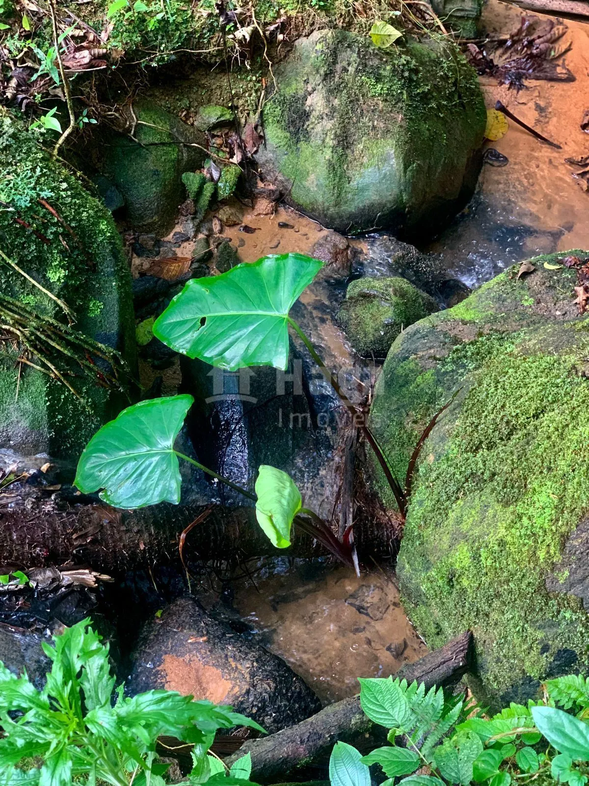 Chácara à venda de 3.300 m² em Águas Mornas, SC, Brasil