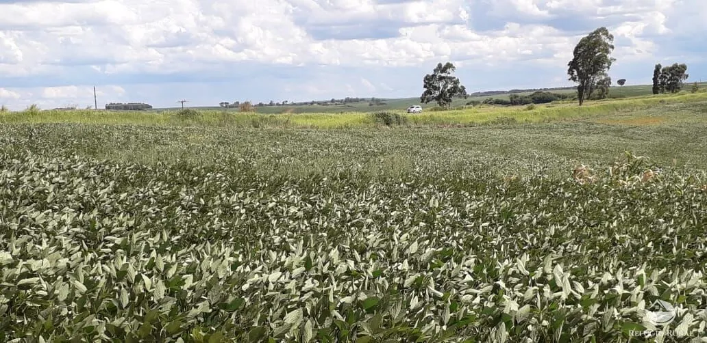 Small farm for sale of 77 acres in Cornélio Procópio, PR, Brazil