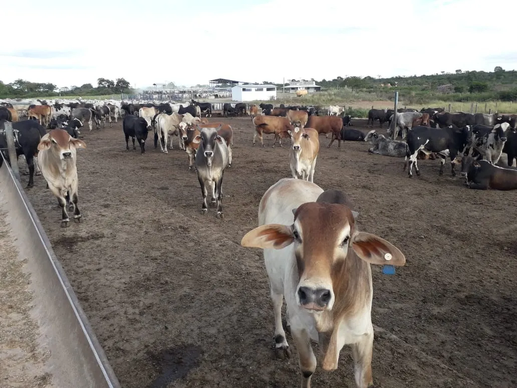 Fazenda à venda de 2.577 ha em Campos Belos, GO, Brasil
