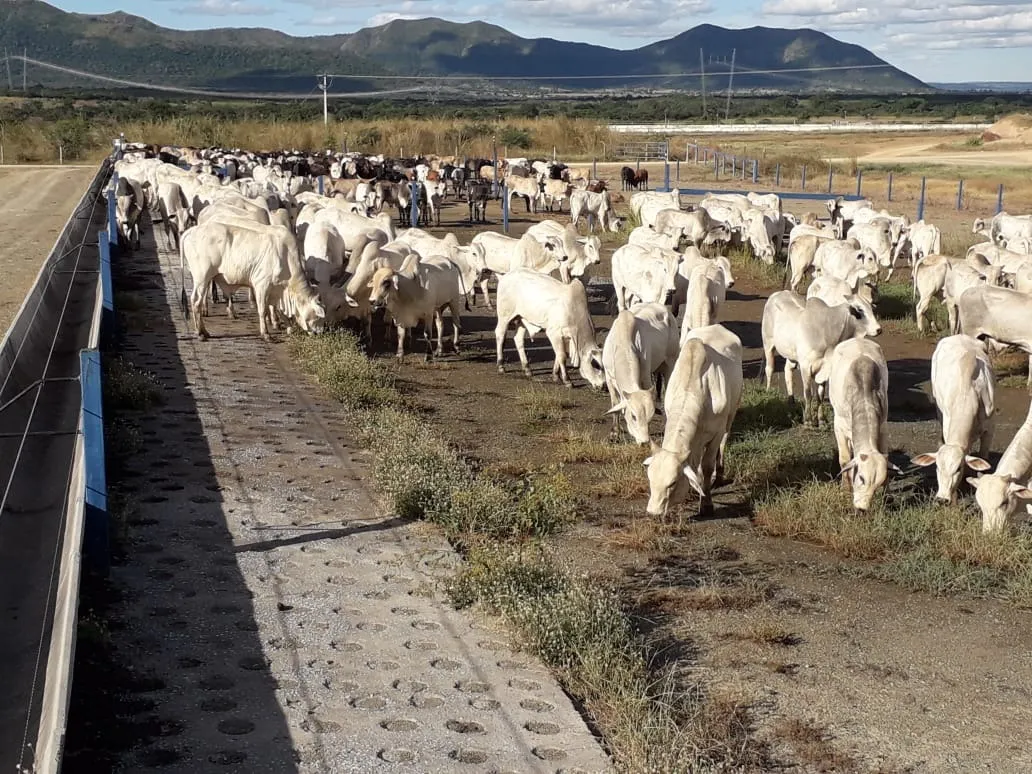 Fazenda à venda de 2.577 ha em Campos Belos, GO, Brasil