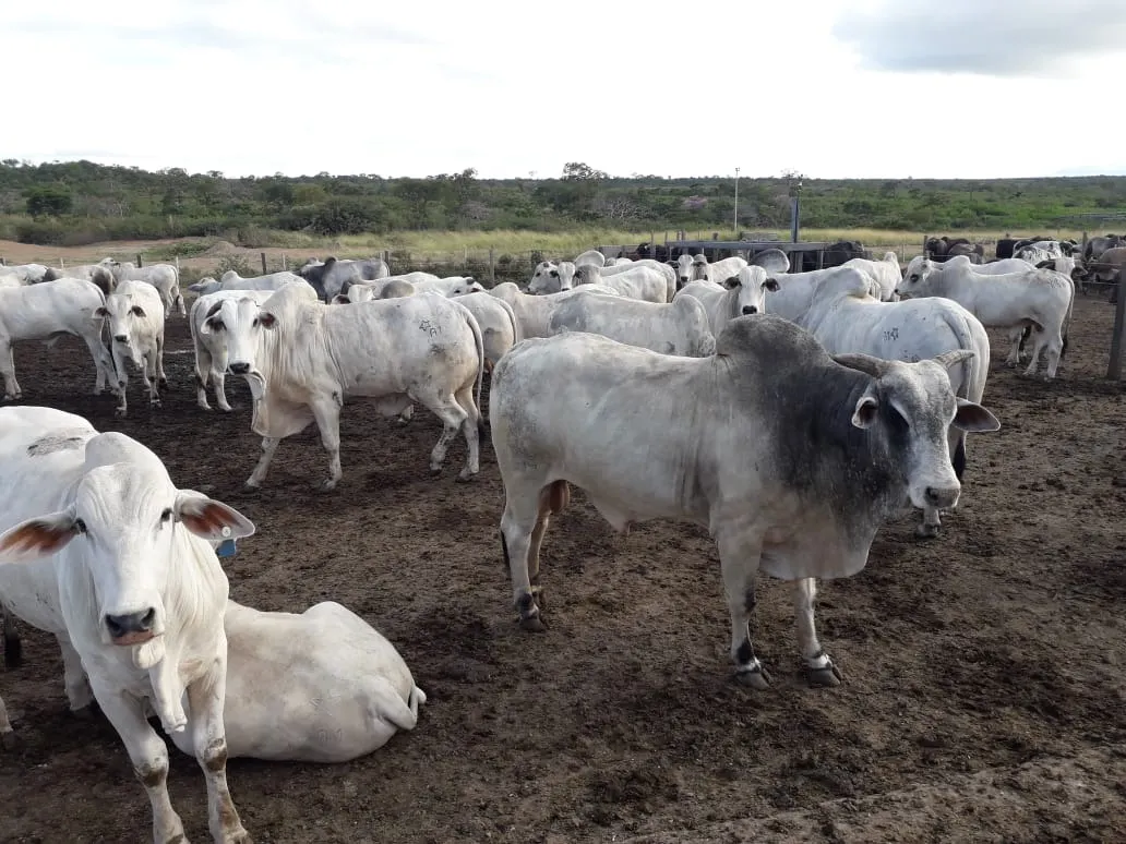Fazenda à venda de 2.577 ha em Campos Belos, GO, Brasil