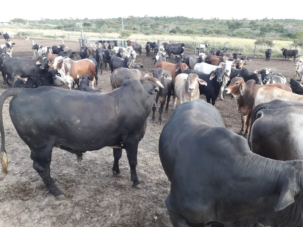 Fazenda à venda de 2.577 ha em Campos Belos, GO, Brasil