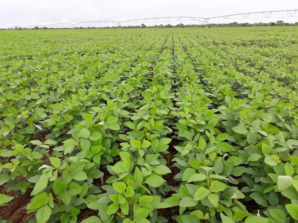 Fazenda à venda de 2.577 ha em Campos Belos, GO, Brasil