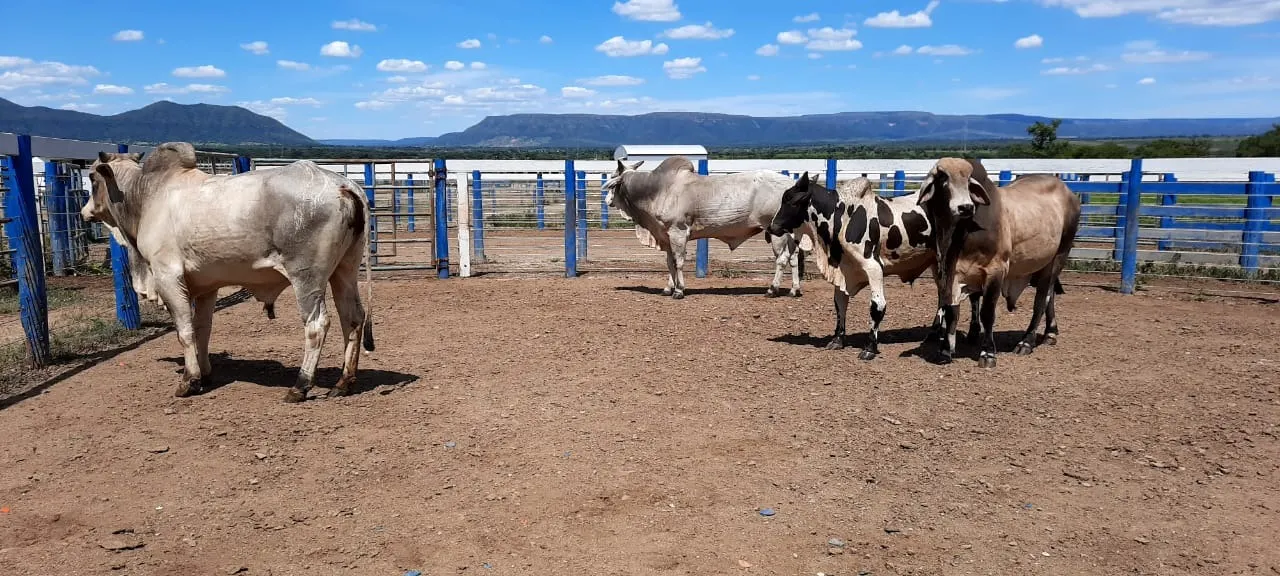 Fazenda à venda de 2.577 ha em Campos Belos, GO, Brasil