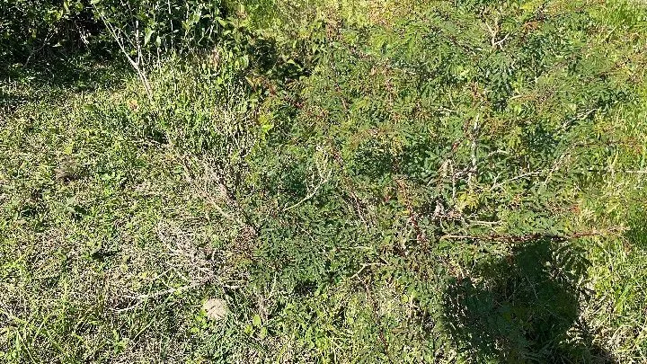 Chácara à venda de 6.800 m² em Santo Antônio da Patrulha, RS, Brasil