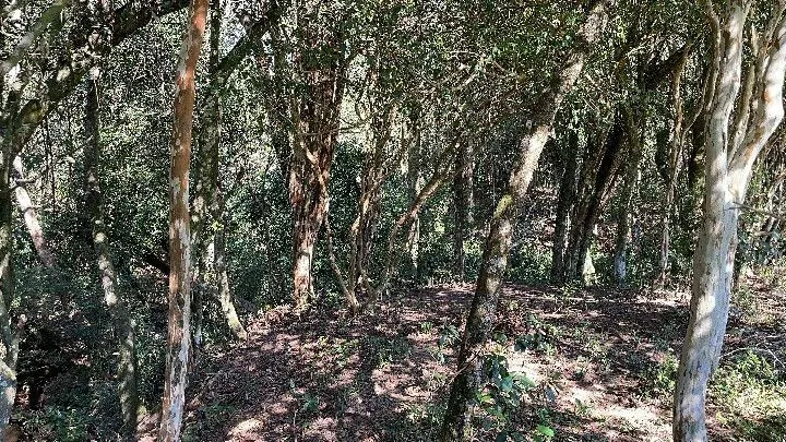 Chácara à venda de 6.800 m² em Santo Antônio da Patrulha, RS, Brasil