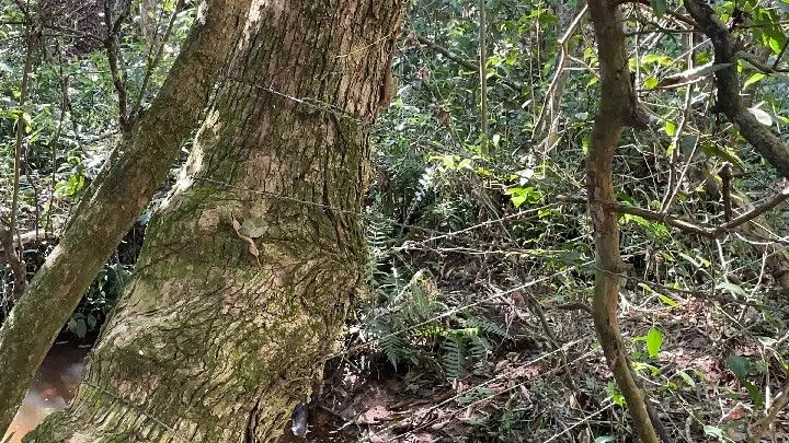 Chácara à venda de 6.800 m² em Santo Antônio da Patrulha, RS, Brasil