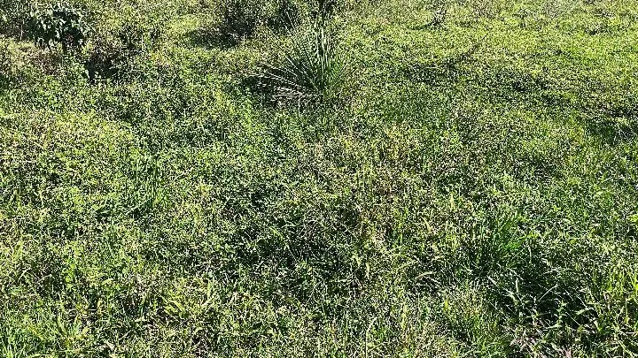 Chácara à venda de 6.800 m² em Santo Antônio da Patrulha, RS, Brasil