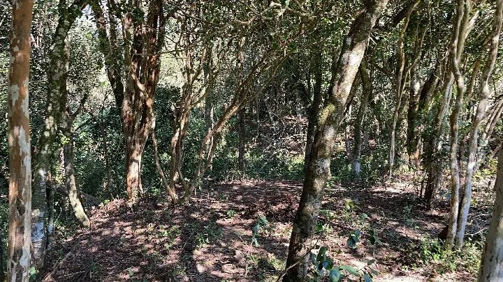 Chácara à venda de 6.800 m² em Santo Antônio da Patrulha, RS, Brasil