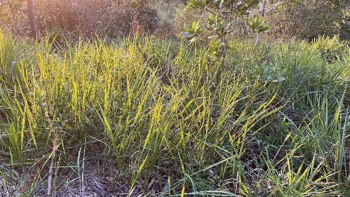 Chácara à venda de 6.800 m² em Santo Antônio da Patrulha, RS, Brasil