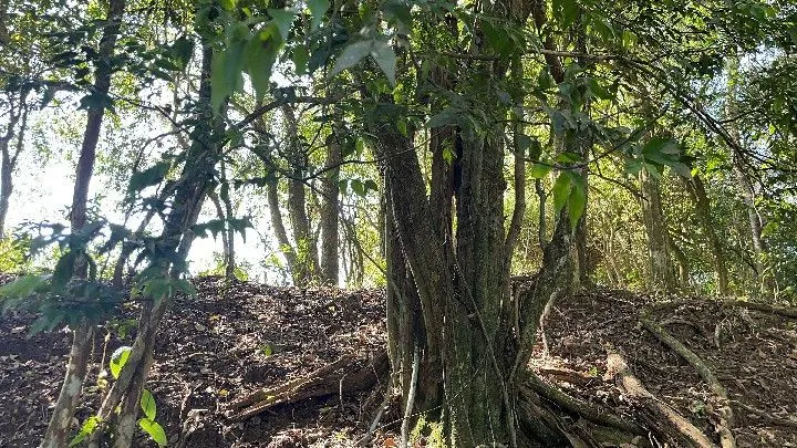 Chácara à venda de 6.800 m² em Santo Antônio da Patrulha, RS, Brasil