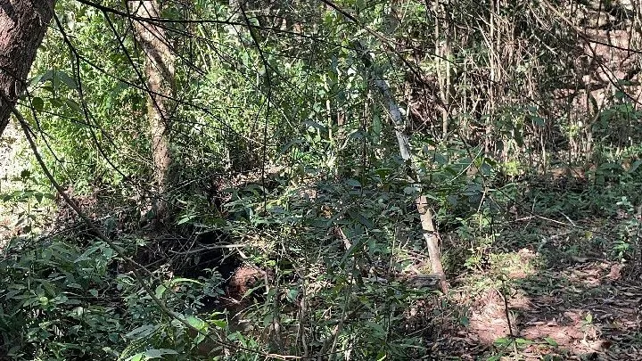 Chácara à venda de 6.800 m² em Santo Antônio da Patrulha, RS, Brasil