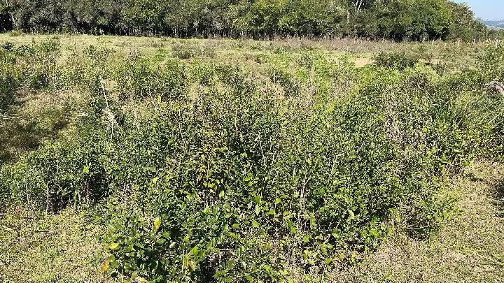 Chácara à venda de 6.800 m² em Santo Antônio da Patrulha, RS, Brasil