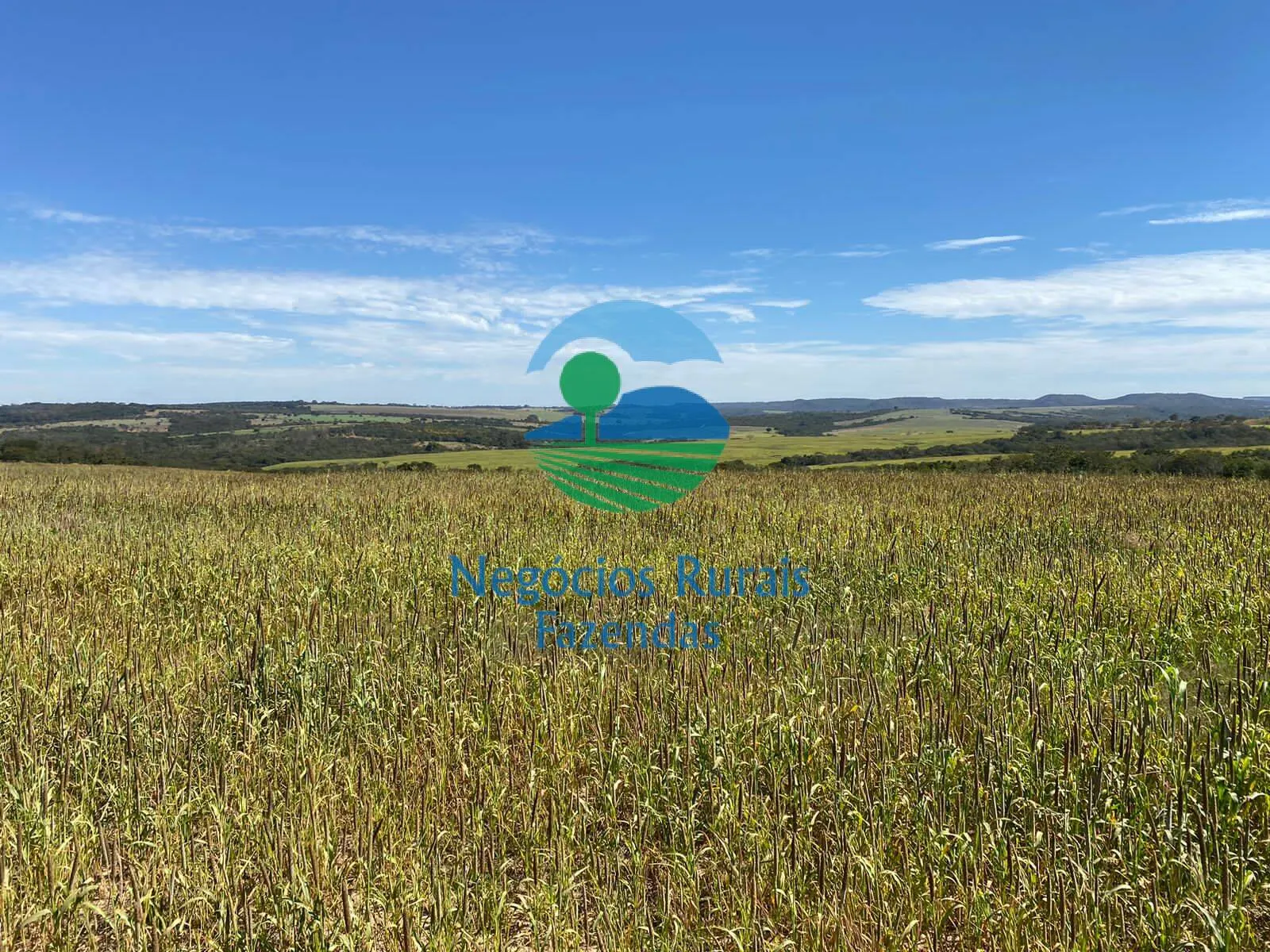 Fazenda à venda de 556 ha em Pires do Rio, GO, Brasil