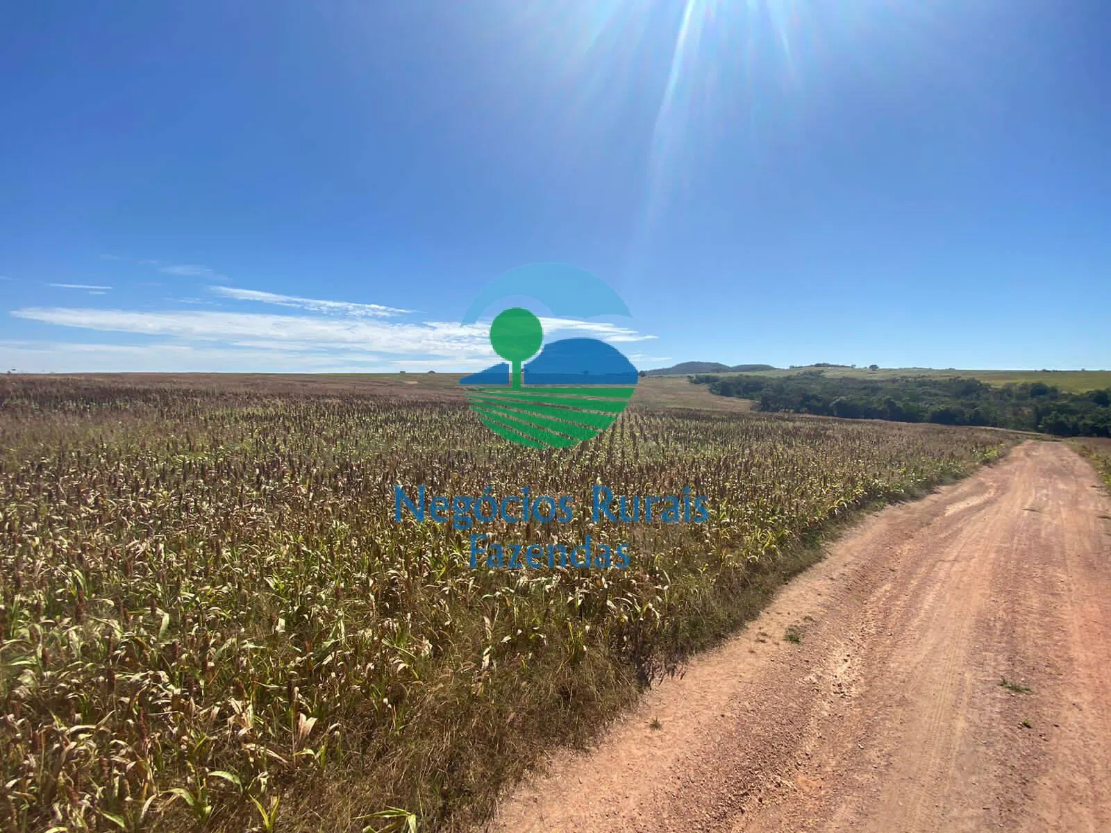 Fazenda à venda de 556 ha em Pires do Rio, GO, Brasil