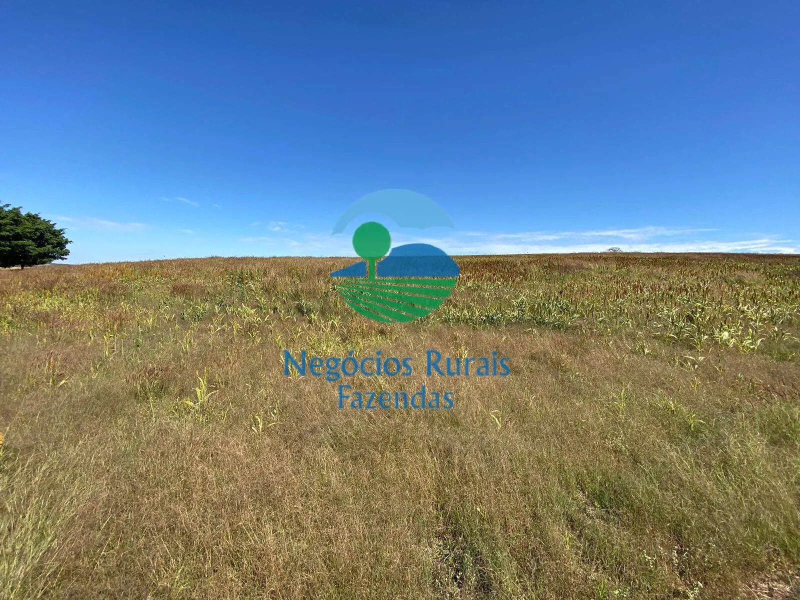 Fazenda à venda de 556 ha em Pires do Rio, GO, Brasil