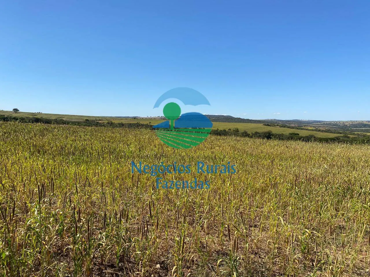 Fazenda à venda de 556 ha em Pires do Rio, GO, Brasil