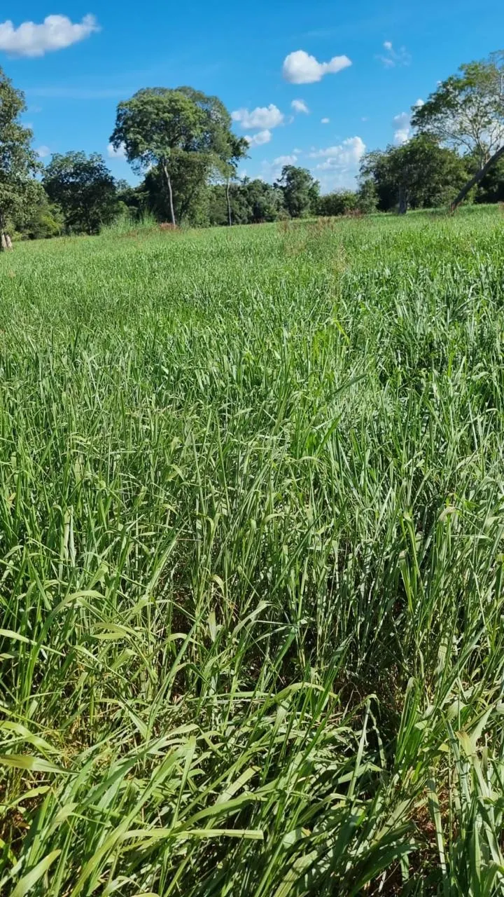 Fazenda à venda de 353 ha em Cocalinho, MT, Brasil