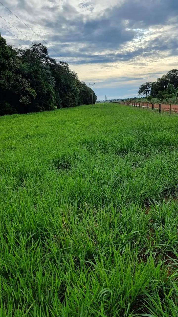 Fazenda à venda de 353 ha em Cocalinho, MT, Brasil