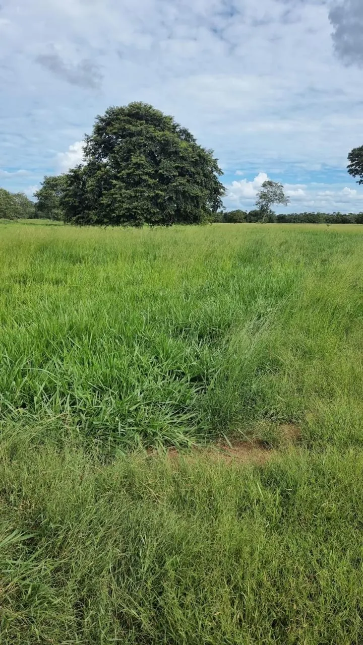 Fazenda à venda de 353 ha em Cocalinho, MT, Brasil