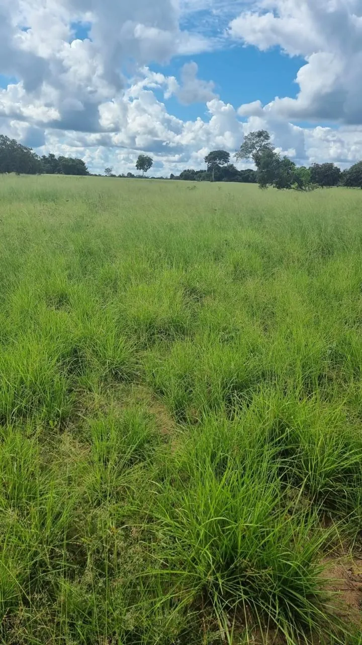 Fazenda à venda de 353 ha em Cocalinho, MT, Brasil