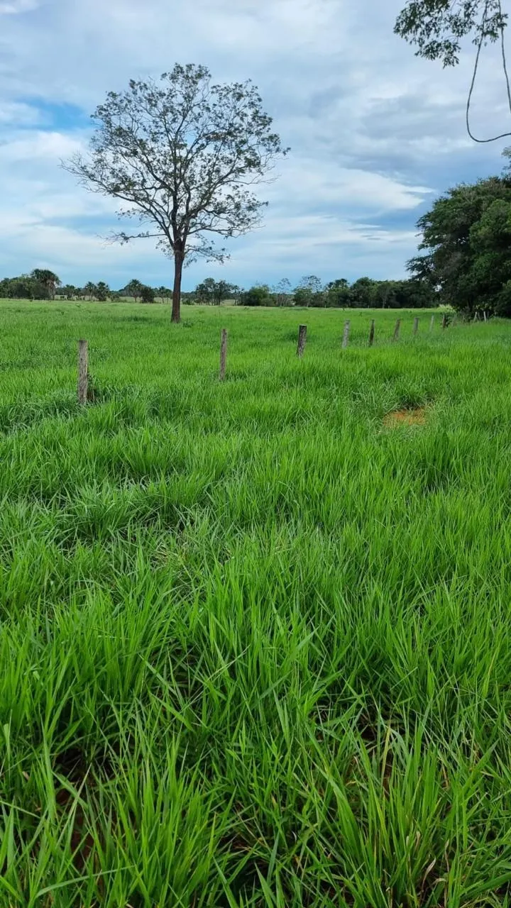 Fazenda à venda de 353 ha em Cocalinho, MT, Brasil