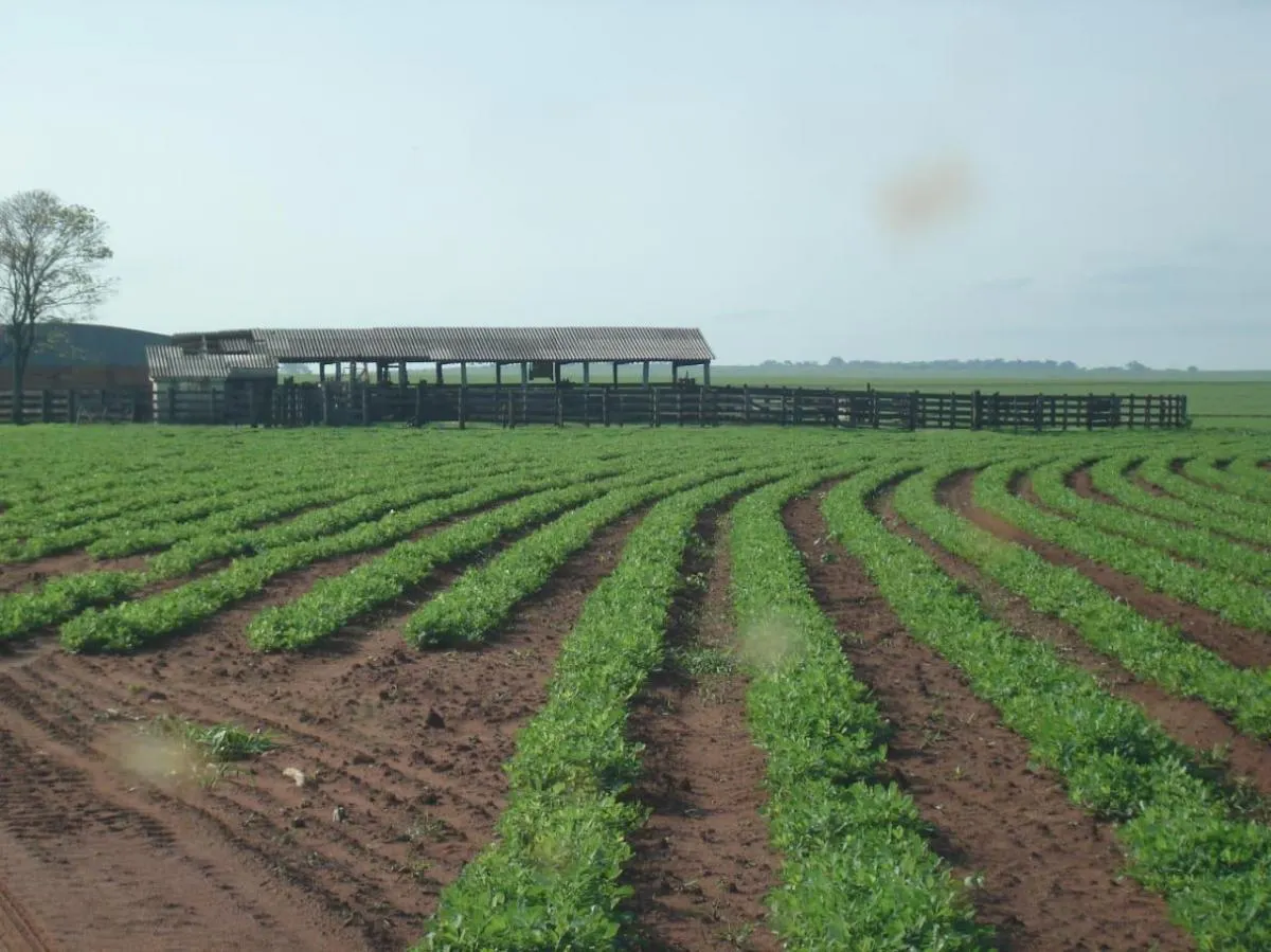 Fazenda à venda de 340 ha em Presidente Prudente, SP, Brasil
